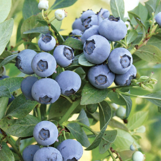 Healthy Meadowlark Blueberry shrub showing early-season fruit growth