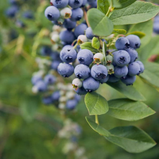 Clusters of Meadowlark Blueberries ripening on leafy branches