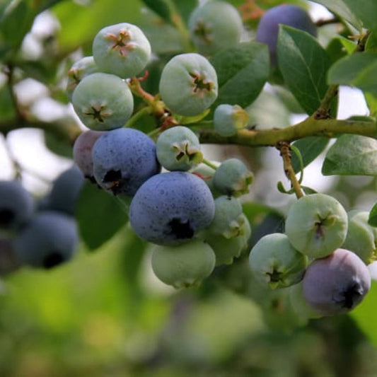 Meadowlark Blueberry plant loaded with deep-blue berries ready to harvest