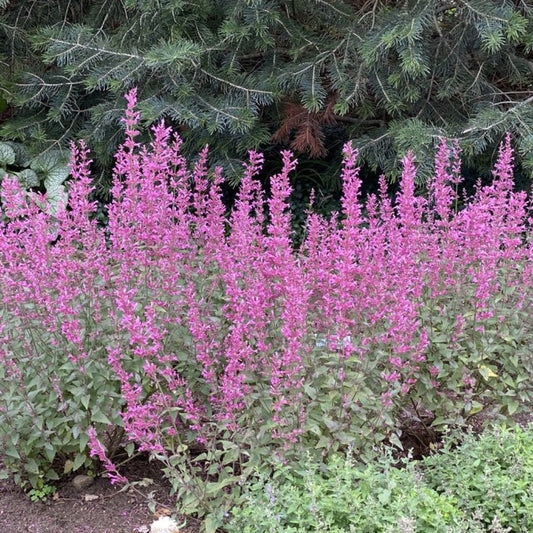 Agastache Meant to Bee 'Royal Raspberry' – flowering shrub