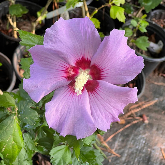 Hibiscus Syriacus Minerva Althea flowering tree with rich lavender petals and glossy green leaves