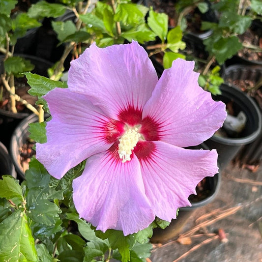 Minerva Althea Tree with lavender purple blooms – hardy Rose of Sharon hibiscus for gardens