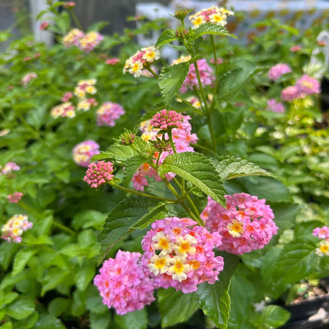 Lantana 'Pink Huff' – evergreen