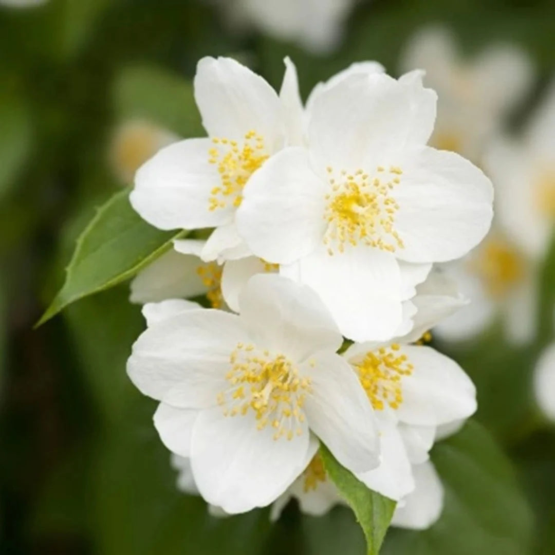Sweet Mock Orange - Perfect White Blooms