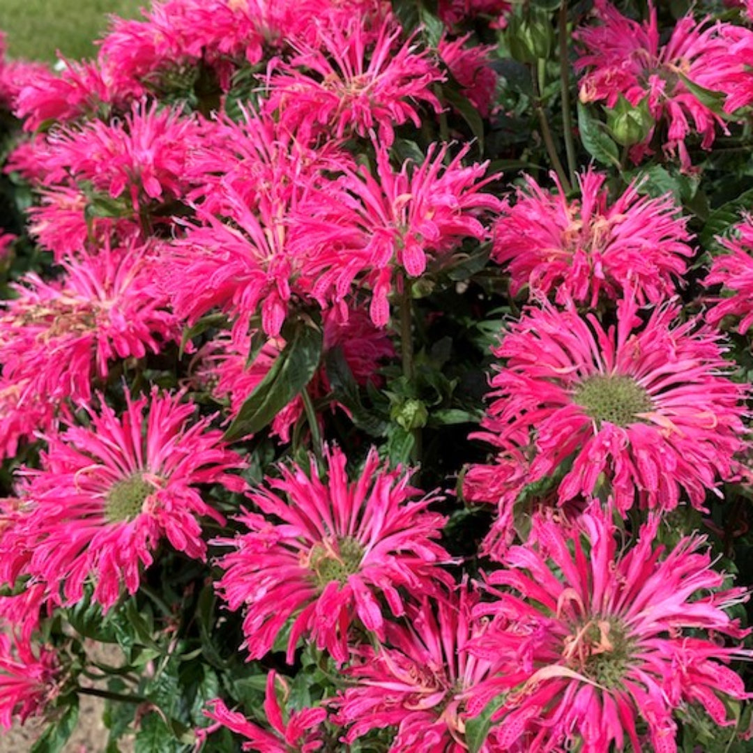 homeandgardensforless.com