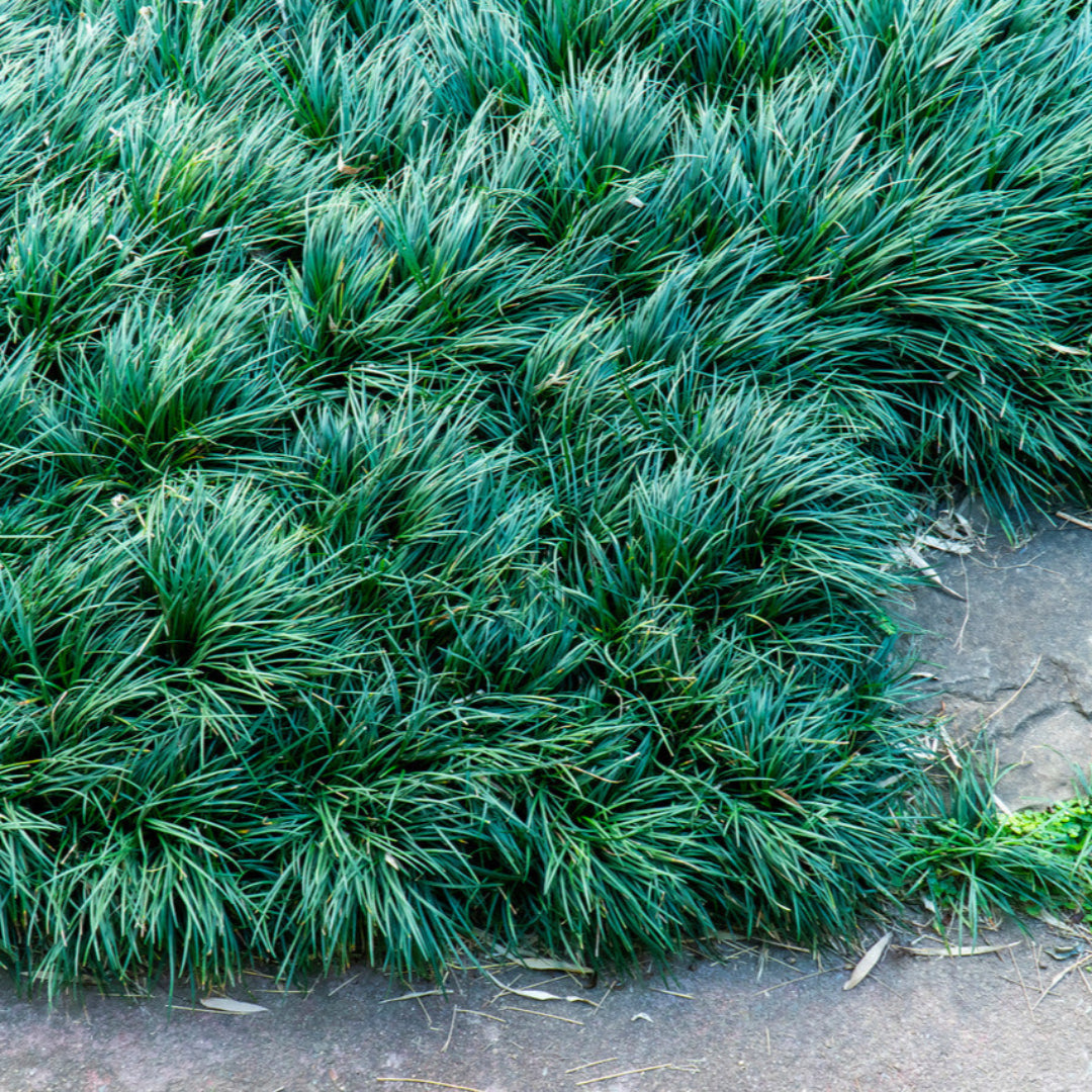 Healthy Dwarf Mondo Grass leaves and clumps