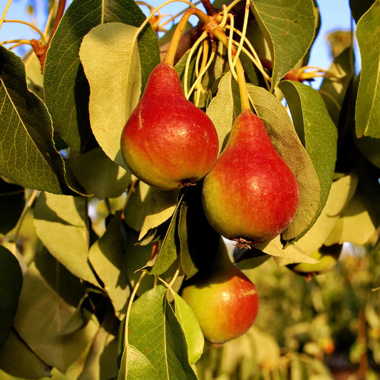 Healthy Moonglow pear fruit tree in garden landscape