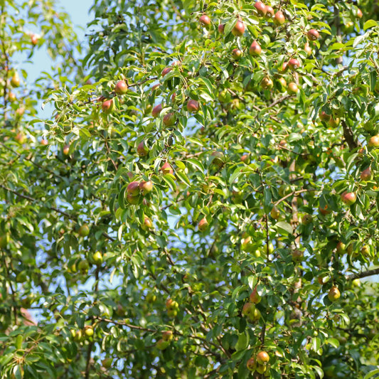 Fruit bearing Moonglow pear tree for home garden