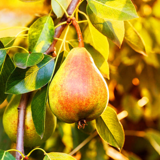 Moonglow European pear tree with ripe pears