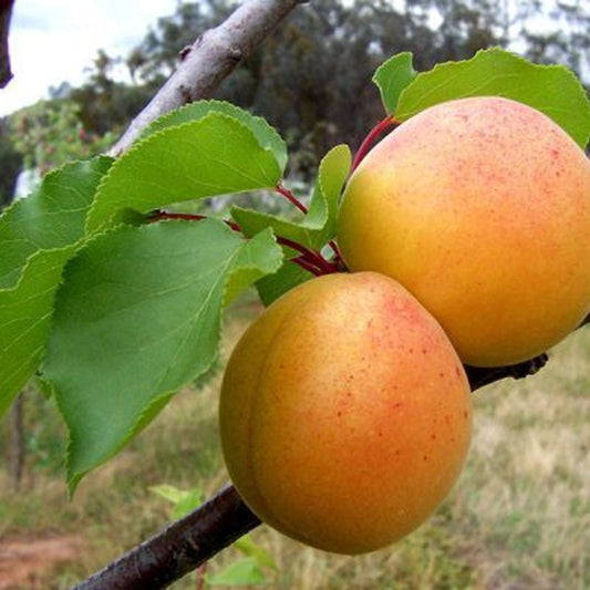 Mature Moorpark apricot fruit tree showing strong branches and fresh foliage