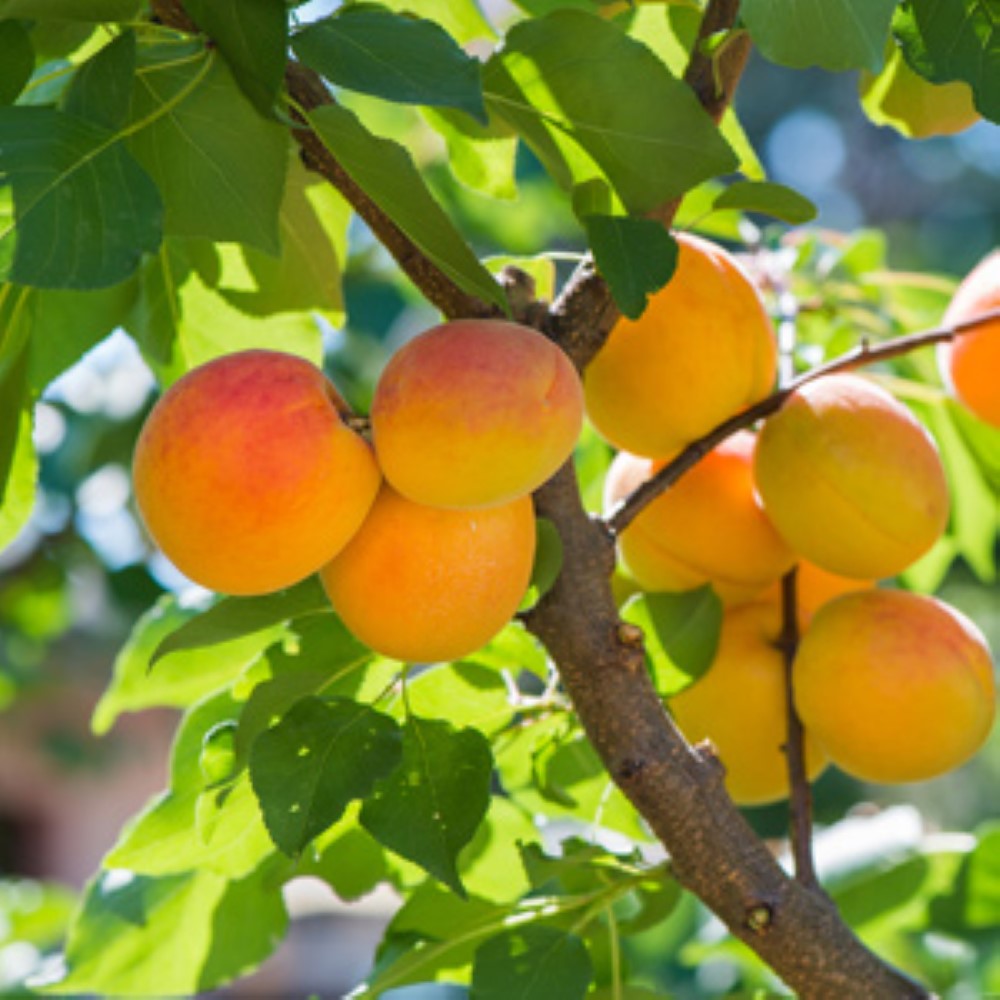 Moorpark apricot tree with healthy green leaves growing in nursery pot