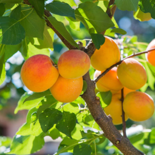 Moorpark apricot tree with healthy green leaves growing in nursery pot