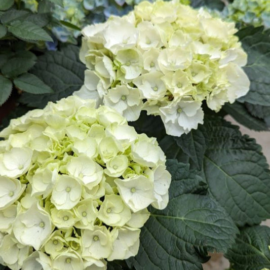 Cold Hardy Bounty Mophead Hydrangea with White Blooms and Dark Leaves