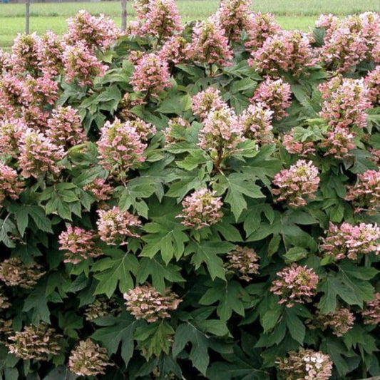 Close-up of Munchkin Oakleaf Hydrangea white flowers and foliage