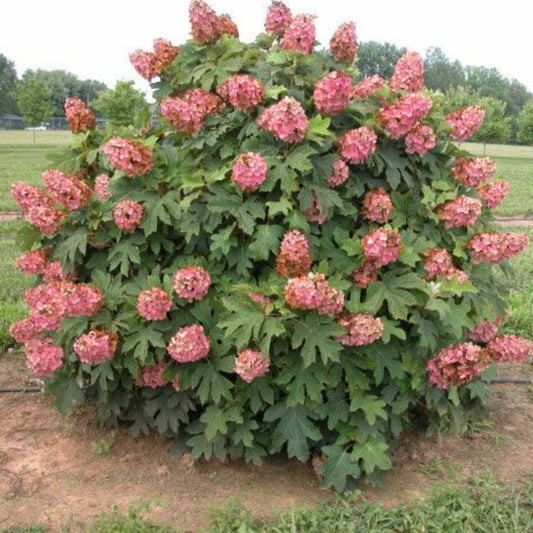 Munchkin Hydrangea plant displaying cone-shaped white blooms