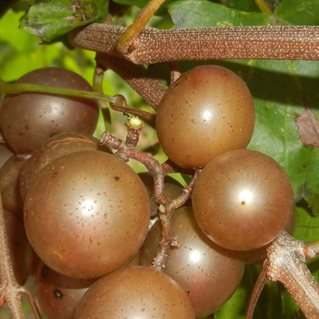Muscadine grape cluster ready for harvest