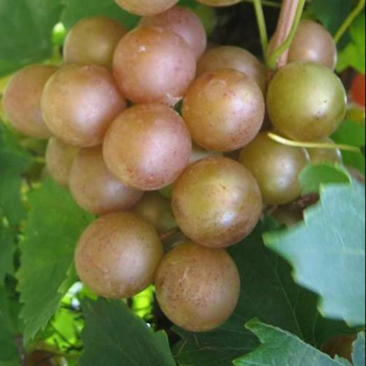 Fry Muscadine plant in nursery pot