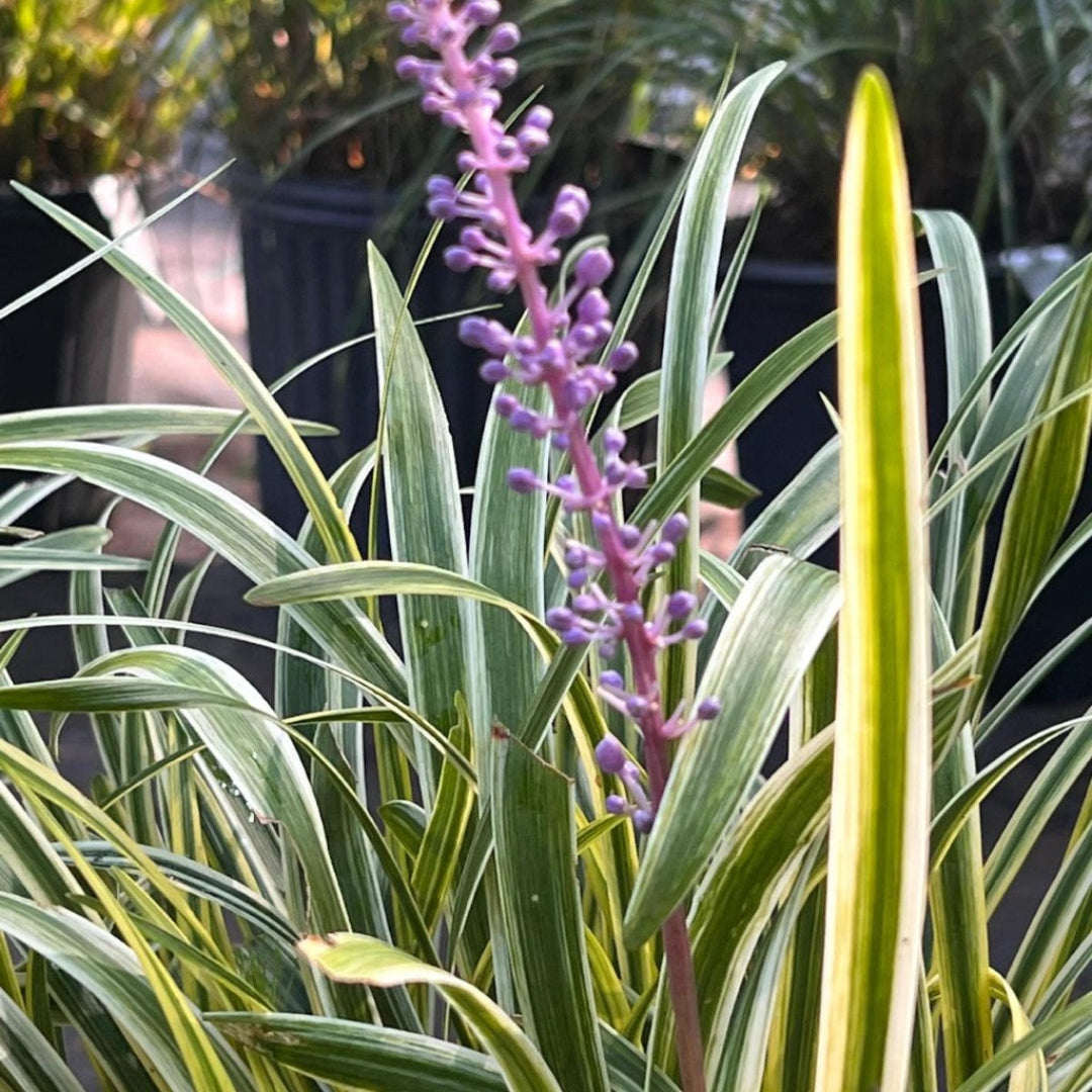 Liriope Muscari Variegata with striped foliage