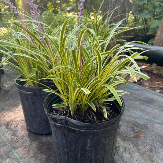 Liriope Muscari with lavender blooms