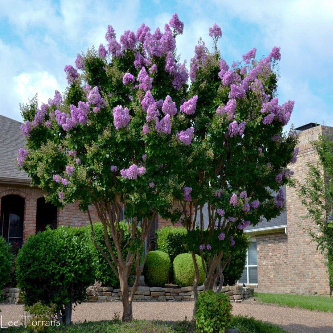Tall Crape Myrtle tree with abundant summer blooms and vibrant purple clusters