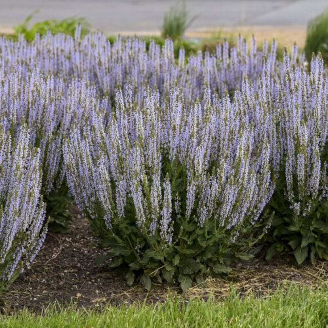 Salvia nemorosa 'Perfect Profusion' - [EG]