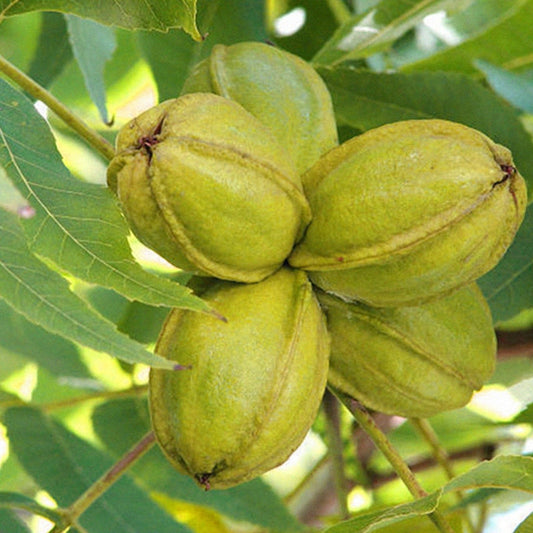 Cape Fear Pecan Trees – fruit plant