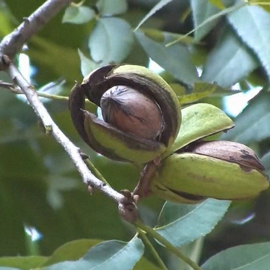 Oconee pecan variety showing premium nut quality and smooth shell