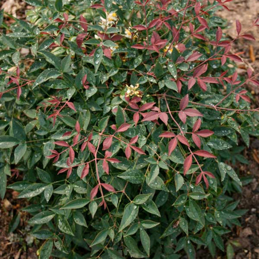 Flirt Nandina Shrub
