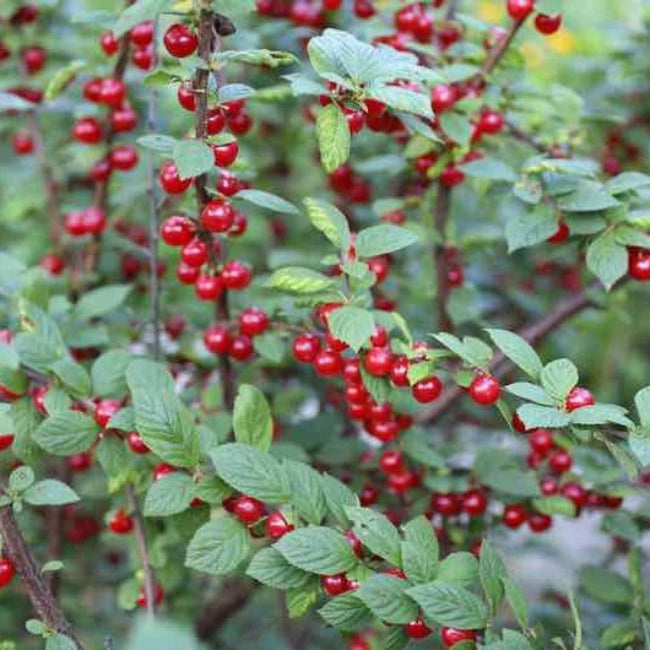 Nanking Cherry Shrub with Bright Red Cherries Prunus tomentosa Fruit Close-Up