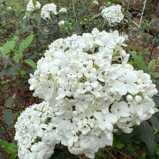 Nantucket Viburnum Shrub Blooming in Spring Garden Landscapes
