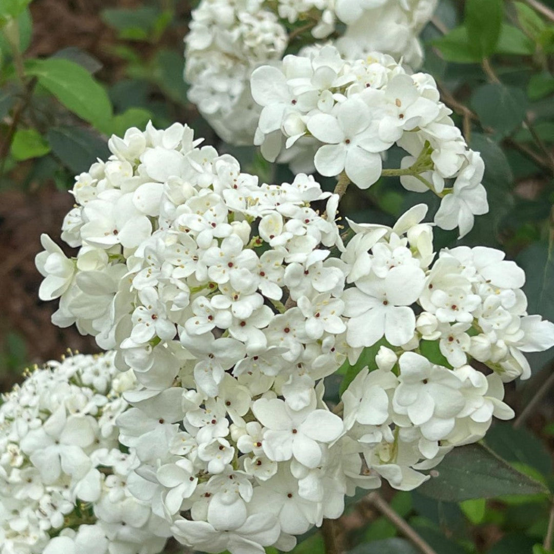 Nantucket Viburnum Shrub Covered in White Fragrant Blooms