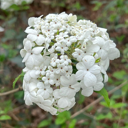 Nantucket Viburnum Shrub with Compact White Flowers in Early Bloom