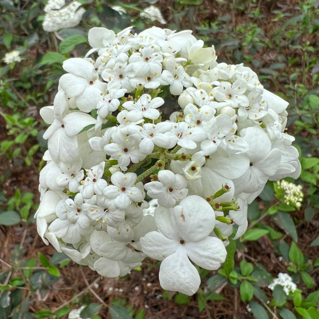 Nantucket Viburnum Shrub with Dense Flower Clusters and Green Leaves