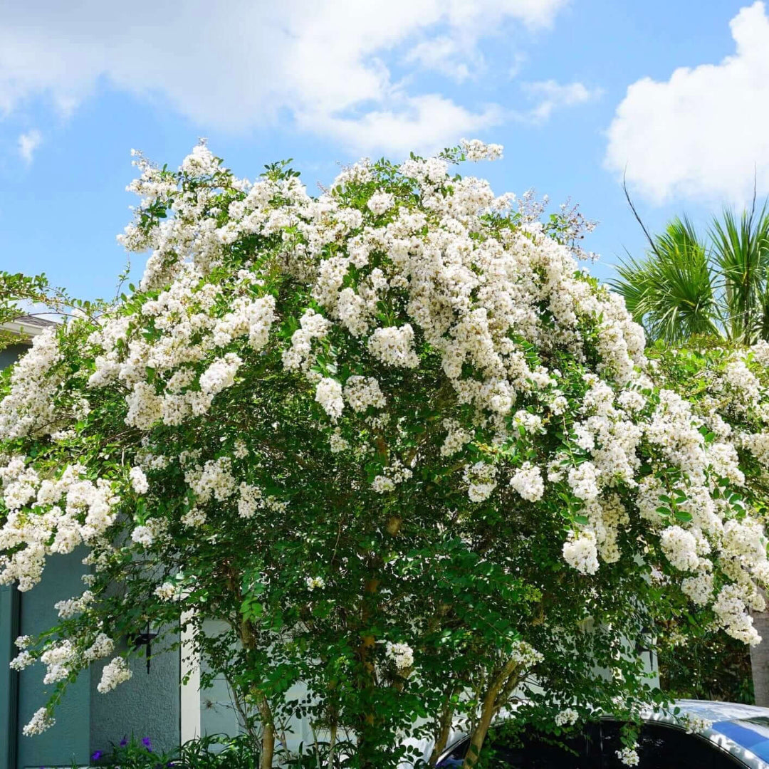 Natchez Crape Myrtle Tree Trunk and Branches
