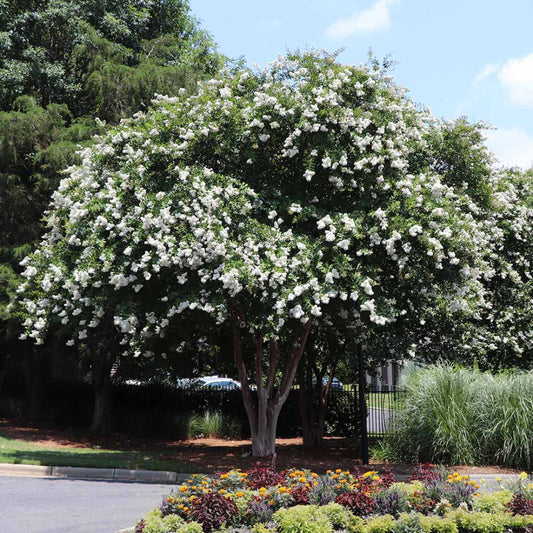 White Flowering Natchez Crape Myrtle Shrub for Landscape