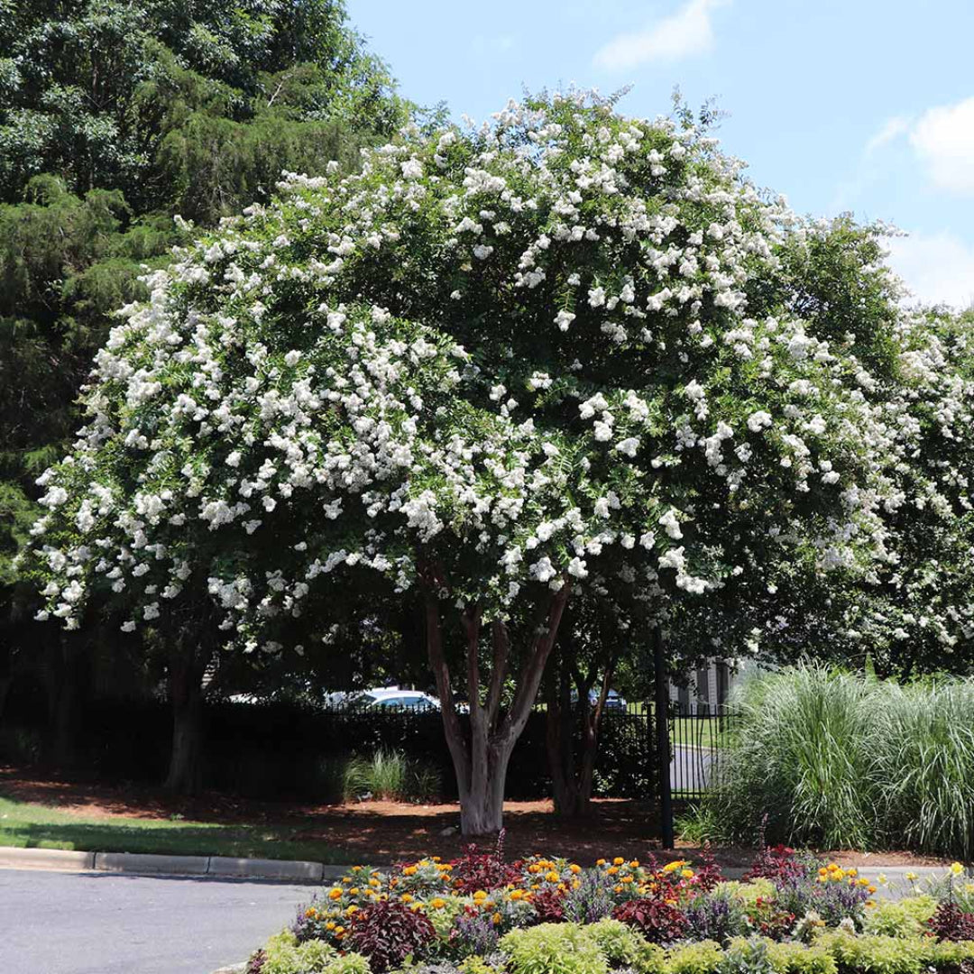 White Flowering Natchez Crape Myrtle Shrub for Landscape
