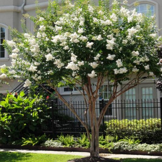 Mature Natchez White Crape Myrtle Tree Landscape View