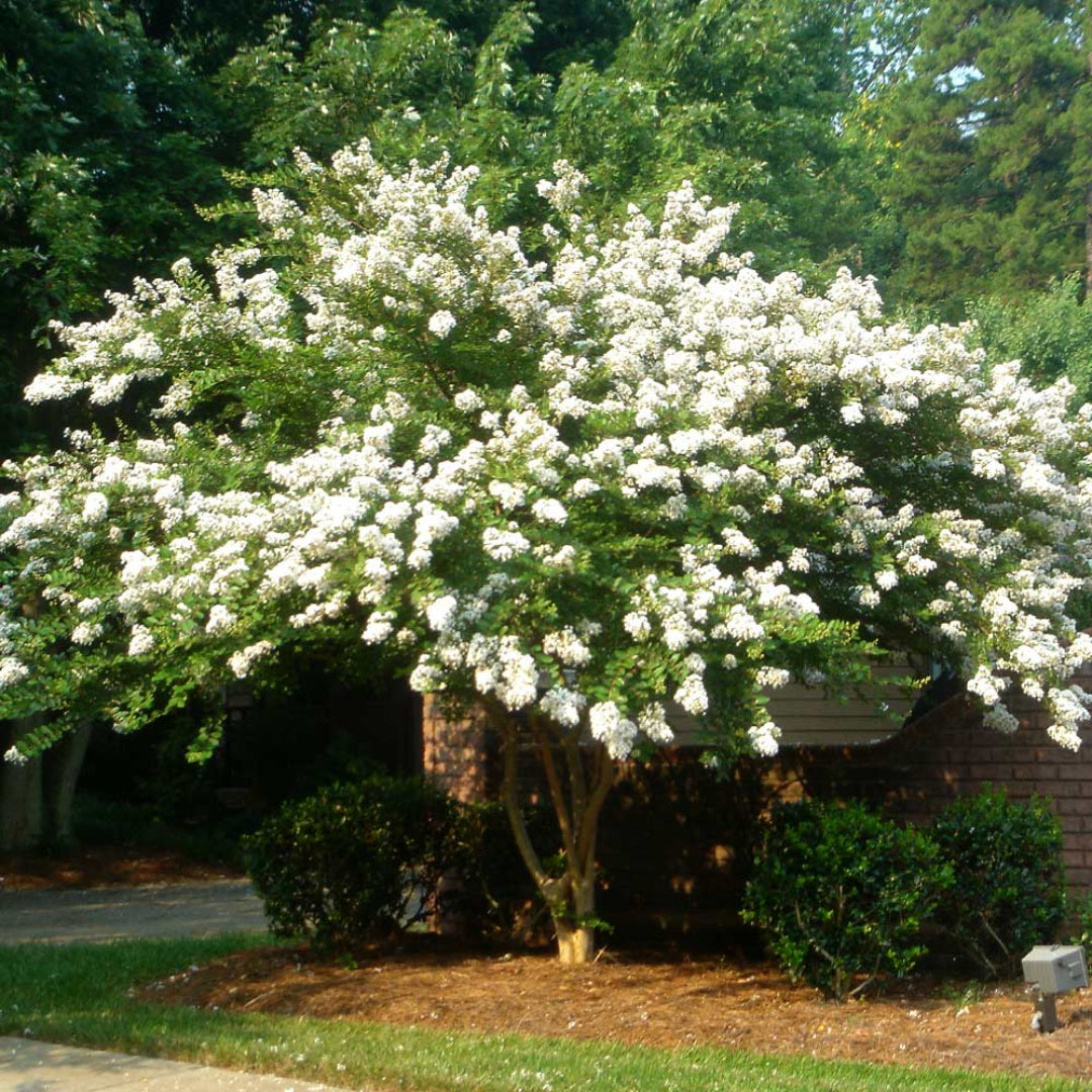 Mature Natchez Crape Myrtle with Smooth Bark and White Flowers