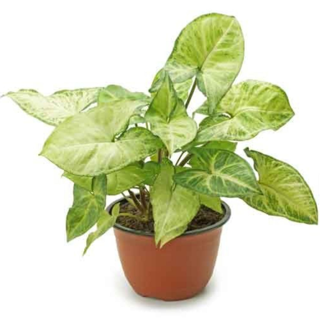 Nephthytis Plant – indoor plant