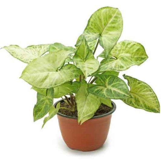 Nephthytis Plant – indoor plant