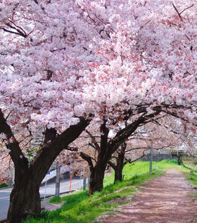 homeandgardensforless.com