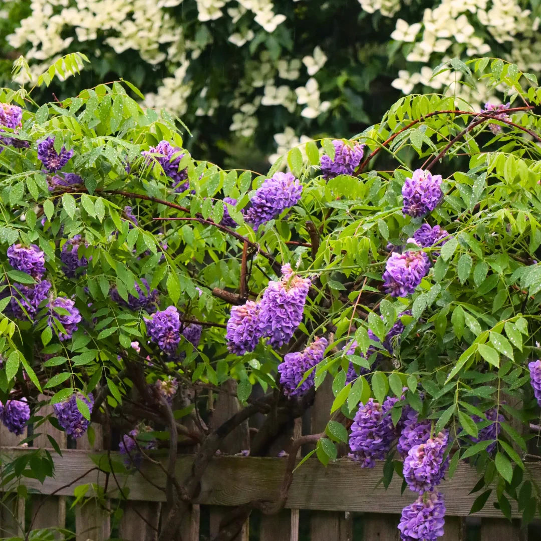 Amethyst Falls wisteria flowers close up showing vibrant blue fragrant blooms