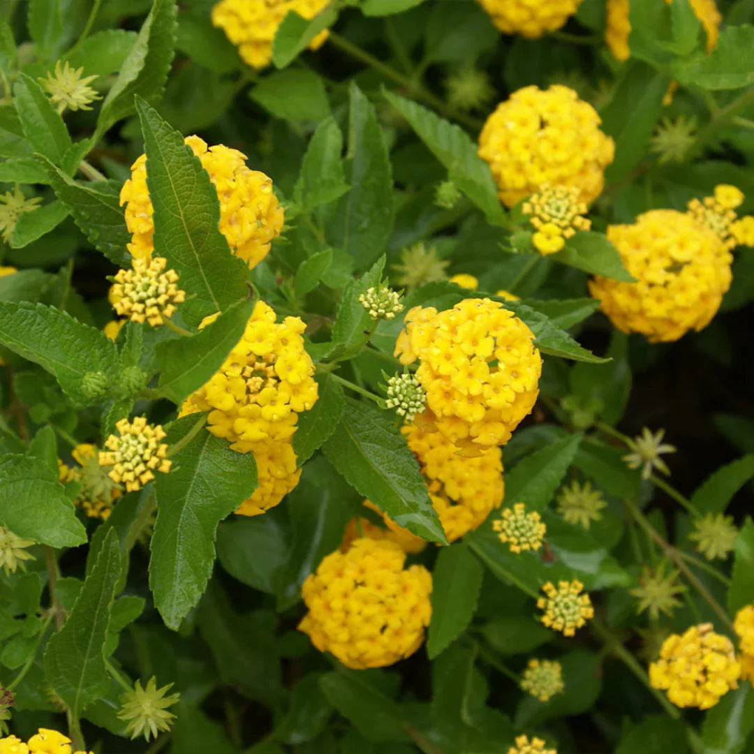 Lantana New Gold hardy perennial garden plant