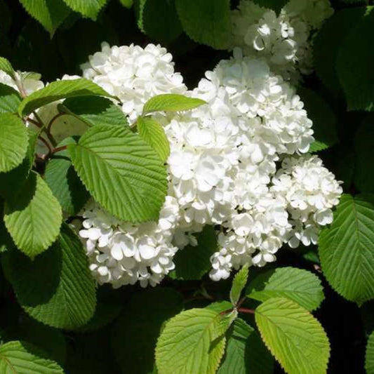 Newzam Newport Viburnum shrub with white blooms and lush green foliage.