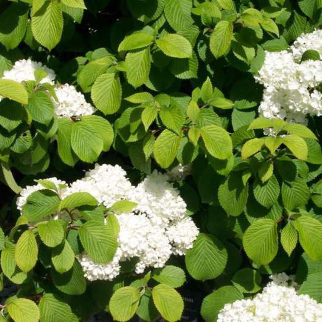 Close-up of Newzam Newport Viburnum flowers on tiered garden branches.