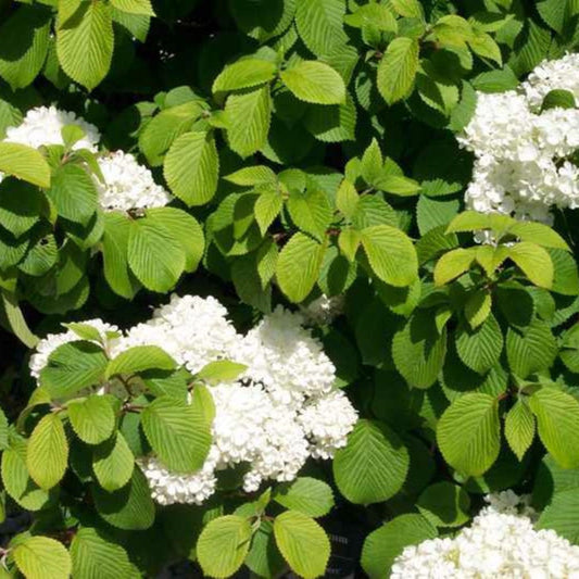 Close-up of Newzam Newport Viburnum flowers on tiered garden branches.