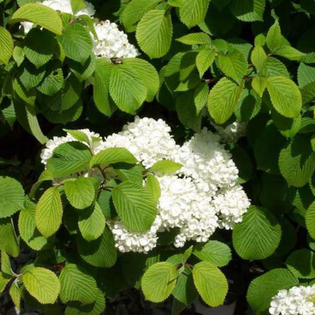 Newzam Newport Viburnum plant with dense foliage ideal for privacy hedges.