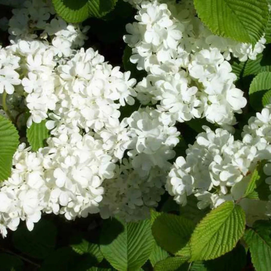 Newzam Newport Viburnum with glossy leaves and bright spring white flowers.