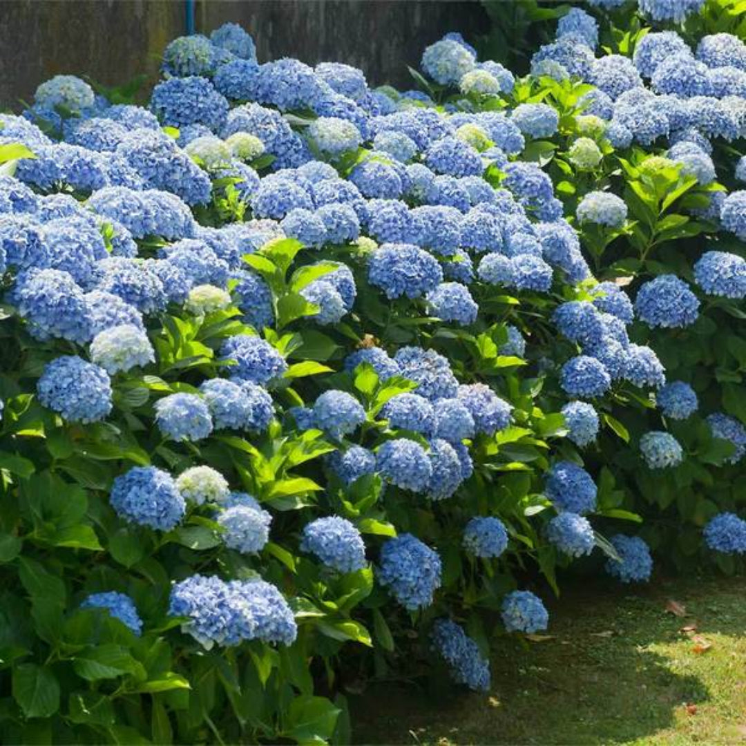 Nikko Blue Hydrangea in Full Bloom in Summer