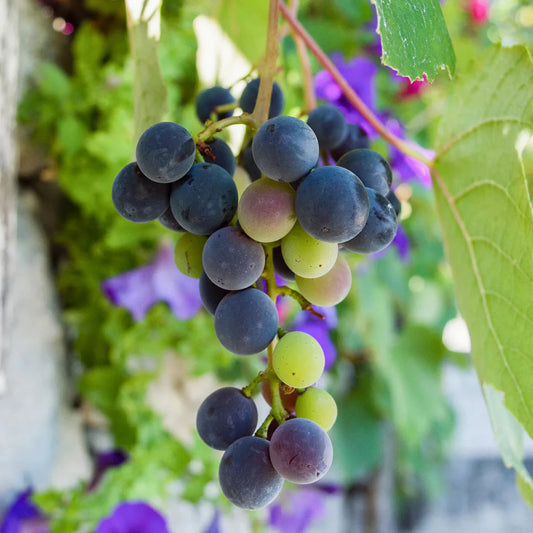Noble muscadine grape vine plant for home garden